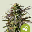 Cherry Pie Autoflower (Royal Queen Seeds) Feminiserade