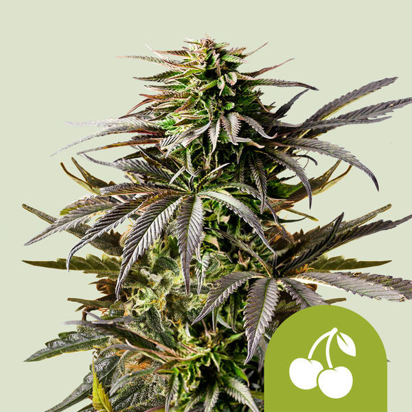 Cherry Pie Autoflower (Royal Queen Seeds) Feminiserade