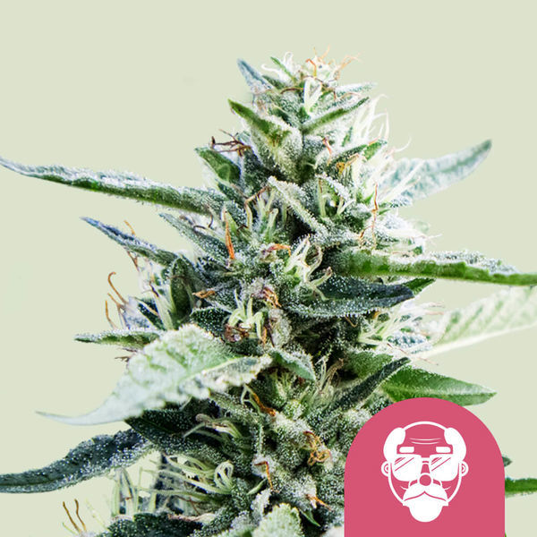 Granddaddy Purple (Royal Queen Seeds) Feminiserade