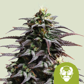 Granddaddy Purple Automatic (Royal Queen Seeds) feminiserade cannabisfr&ouml;n