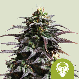 Granddaddy Purple Autoflower (Royal Queen Seeds) Feminiserade