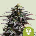 Granddaddy Purple Autoflower (Royal Queen Seeds) Feminiserade