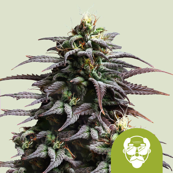Granddaddy Purple Autoflower (Royal Queen Seeds) Feminiserade