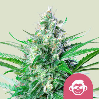 Grape Ape (Royal Queen Seeds) Feminiserade