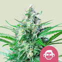 Grape Ape (Royal Queen Seeds) Feminiserade