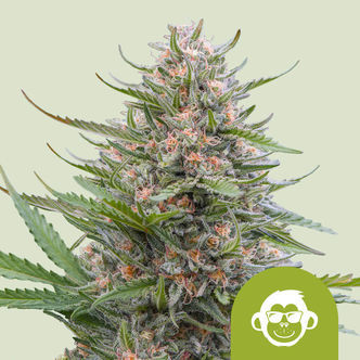 Grape Ape Automatic (Royal Queen Seeds) feminiserade cannabisfr&ouml;n