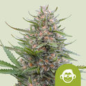 Grape Ape Autoflower (Royal Queen Seeds) Feminiserade