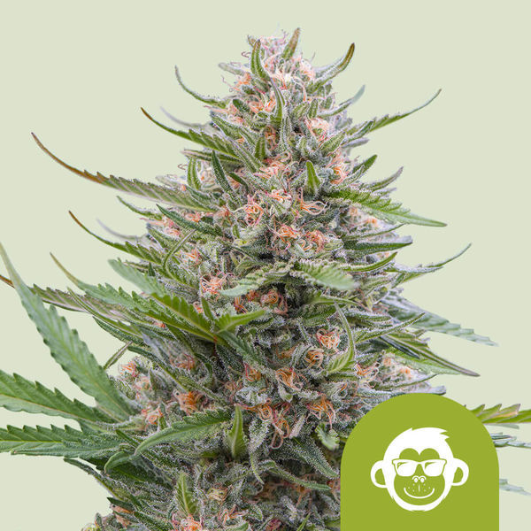Grape Ape Autoflower (Royal Queen Seeds) Feminiserade