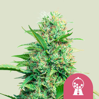 Pink Runtz (Royal Queen Seeds) Feminiserade
