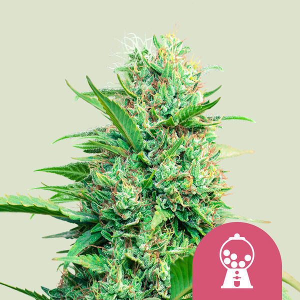 Pink Runtz (Royal Queen Seeds) Feminiserade