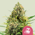 Trainwreck (Royal Queen Seeds) Feminiserade