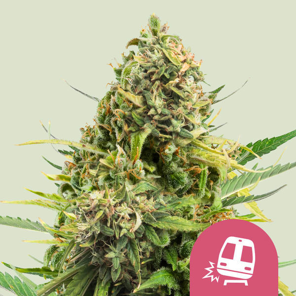Trainwreck (Royal Queen Seeds) Feminiserade
