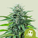 Trainwreck Autoflower (Royal Queen Seeds) Feminiserade