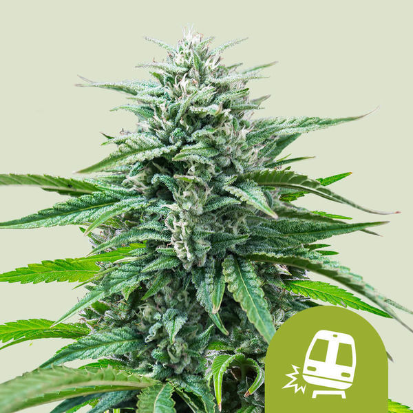 Trainwreck Autoflower (Royal Queen Seeds) Feminiserade