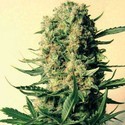 Critical Skunk (Mr. Nice) reguljär
