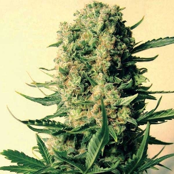 Critical Skunk (Mr. Nice) reguljär