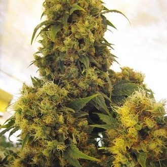 Critical Skunk (Mr. Nice) reguljär