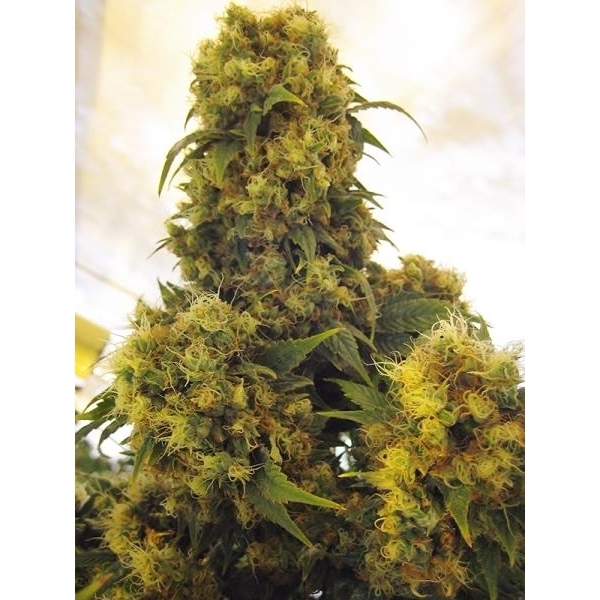 Critical Skunk (Mr. Nice) reguljär
