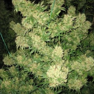 Critical Skunk (Mr. Nice) reguljär