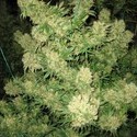 Critical Skunk (Mr. Nice) reguljär
