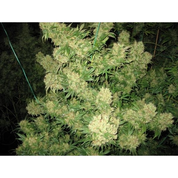 Critical Skunk (Mr. Nice) reguljär