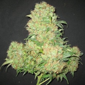 Critical Skunk (Mr. Nice) reguljär