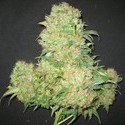 Critical Skunk (Mr. Nice) reguljär