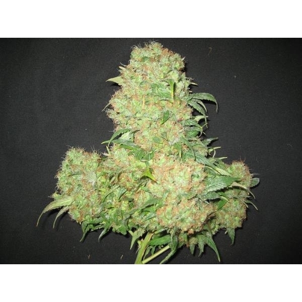 Critical Skunk (Mr. Nice) reguljär