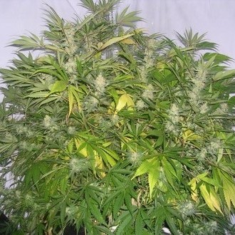 Critical Skunk (Mr. Nice) reguljär