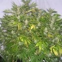 Critical Skunk (Mr. Nice) reguljär