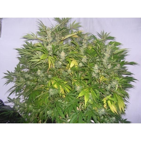 Critical Skunk (Mr. Nice) reguljär