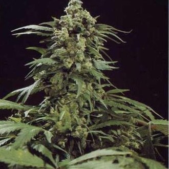 G13 x Skunk (Mr. Nice) regulj&auml;r