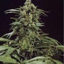 G13 x Skunk (Mr. Nice) reguljär