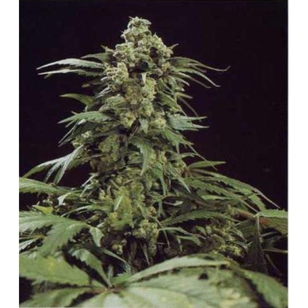 G13 x Skunk (Mr. Nice) reguljär