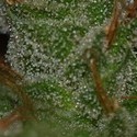 G13 x Skunk (Mr. Nice) reguljär