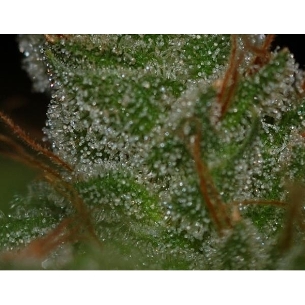 G13 x Skunk (Mr. Nice) reguljär