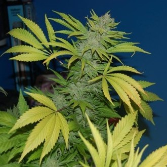 G13 x Skunk (Mr. Nice) reguljär