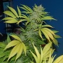 G13 x Skunk (Mr. Nice) reguljär