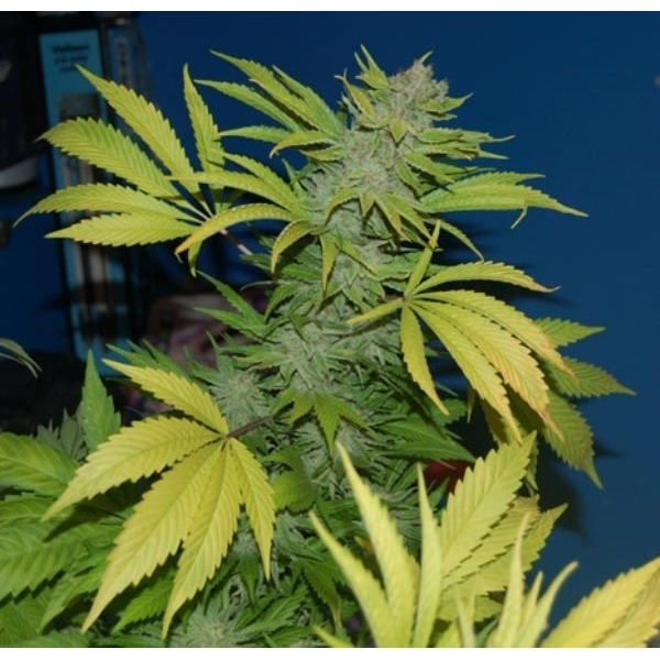 G13 x Skunk (Mr. Nice) reguljär