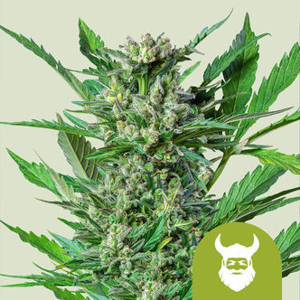 Royal Dwarf (Royal Queen Seeds) feminiserade cannabisfr&ouml;n