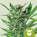 Royal Dwarf Autoflower (Royal Queen Seeds) Feminiserade