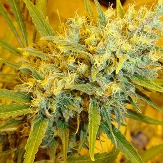 Critical Haze (Mr. Nice) regulj&auml;r