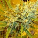 Critical Haze (Mr. Nice) reguljär
