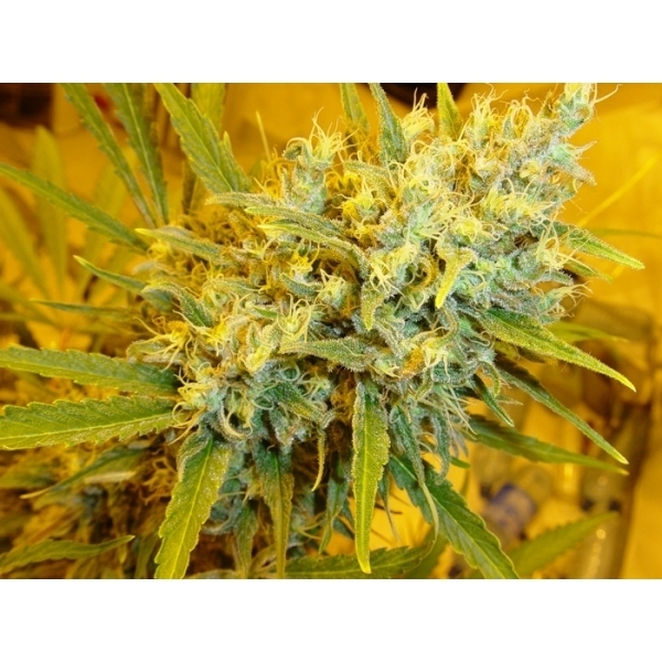 Critical Haze (Mr. Nice) reguljär