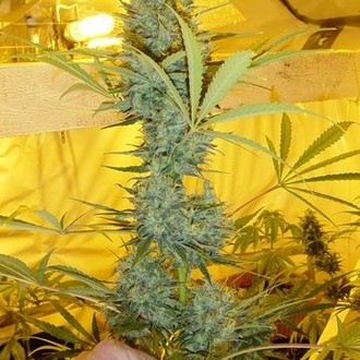 Critical Haze (Mr. Nice) reguljär