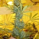 Critical Haze (Mr. Nice) reguljär