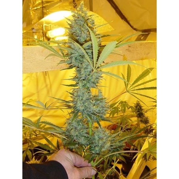 Critical Haze (Mr. Nice) reguljär