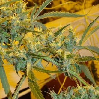 Critical Haze (Mr. Nice) reguljär