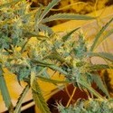 Critical Haze (Mr. Nice) reguljär