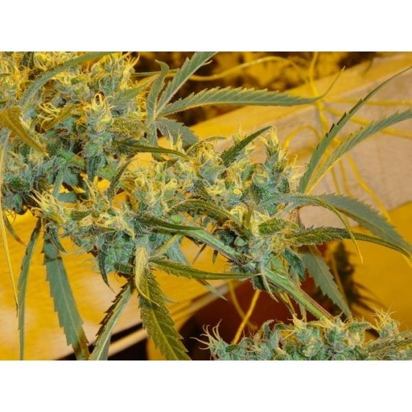 Critical Haze (Mr. Nice) reguljär